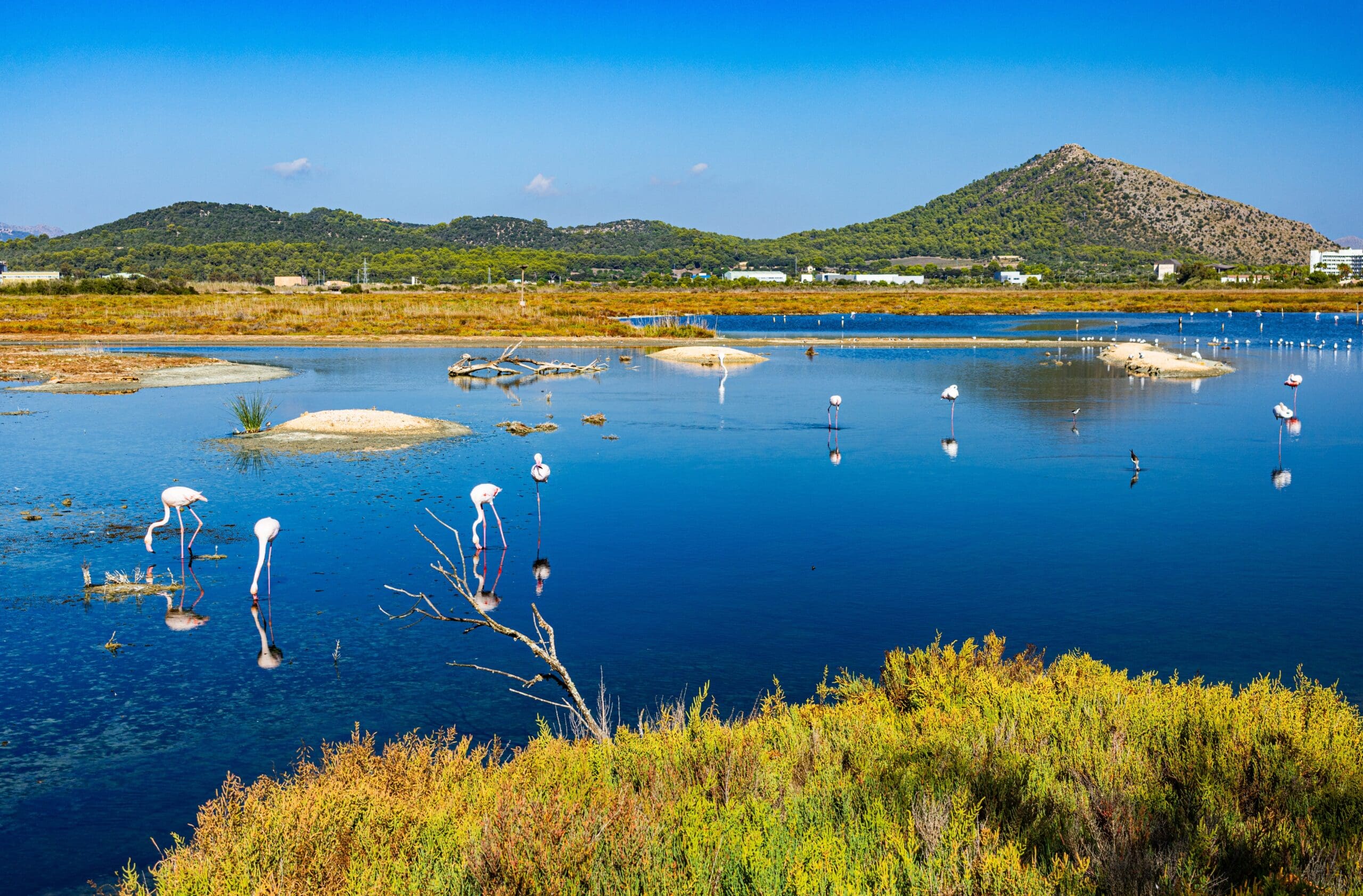 S’Albufera: el major aiguamoll de les Balears, un santuari de biodiversitat i rutes naturals