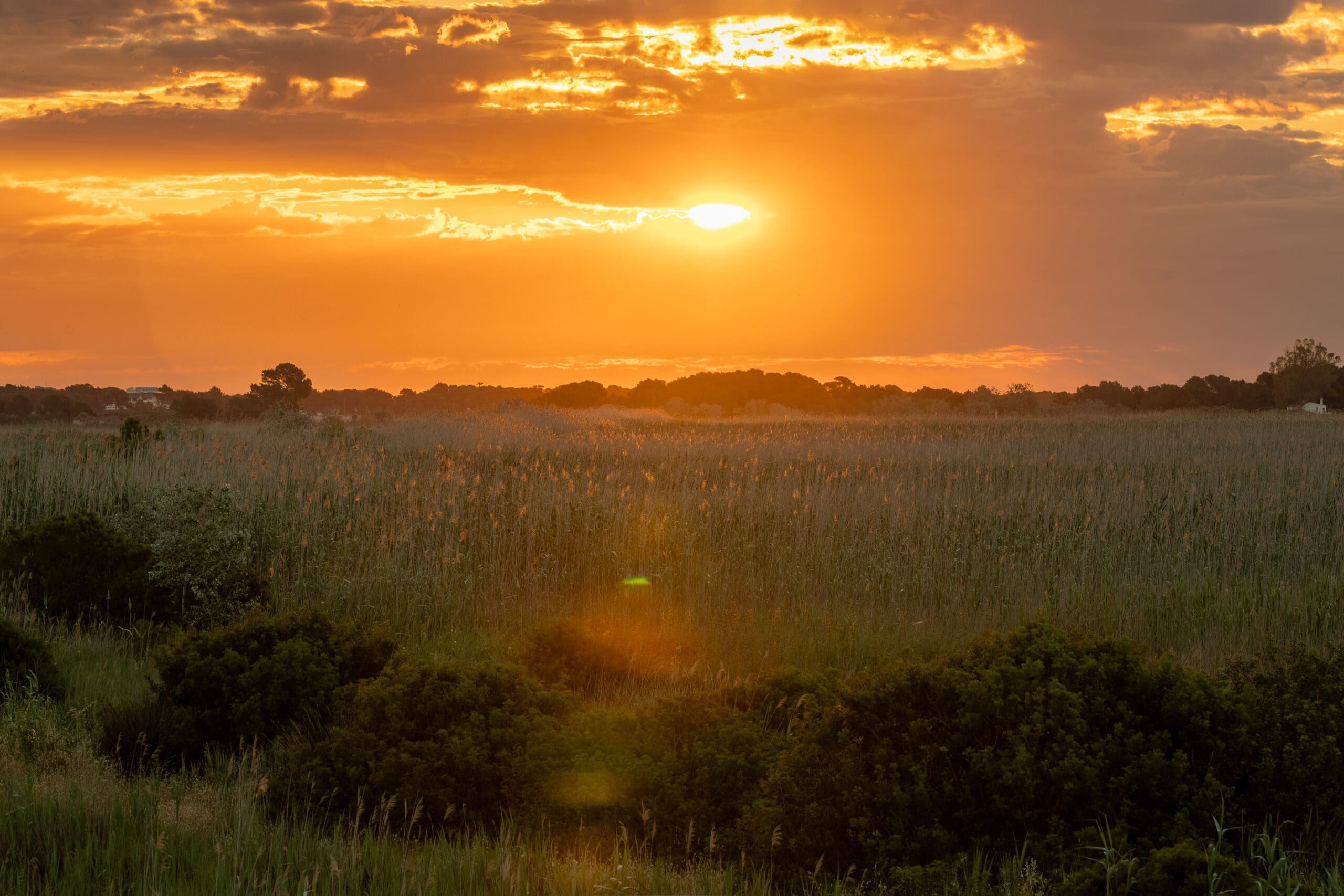 S’Albufera: el major aiguamoll de les Balears, un santuari de biodiversitat i rutes naturals